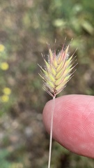 Eremopyrum orientale