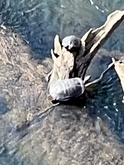 Pseudemys concinna concinna