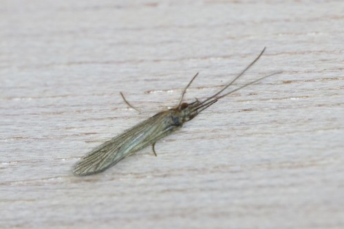Small Red Sedge, Wageningen, Nederland, photo 8 of 10