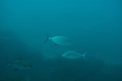 Ferdauia orthogrammus