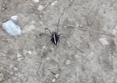 Zachaeus