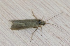 Neureclipsis bimaculata