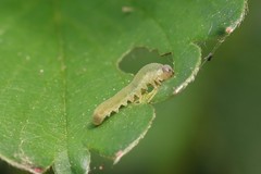 Empria