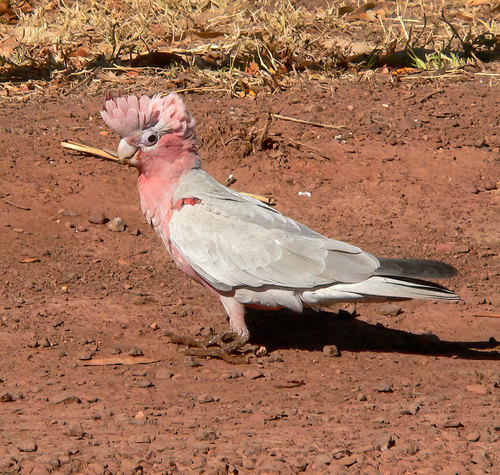 Galah