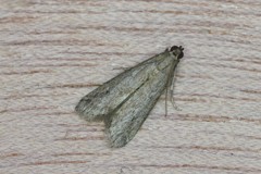 Ephestia elutella