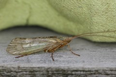 Limnephilus flavicornis