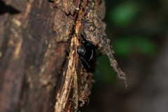 Coelometopus clypeatus