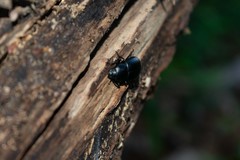 Coelometopus clypeatus