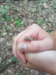 Pseudacris triseriata