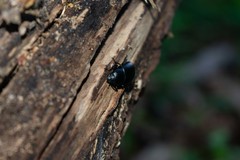 Coelometopus clypeatus