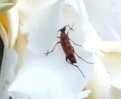 Stenurella septempunctata