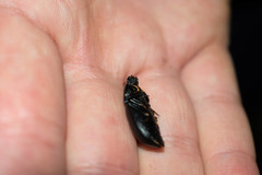 Coelometopus clypeatus