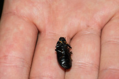 Coelometopus clypeatus