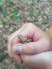 Pseudacris triseriata