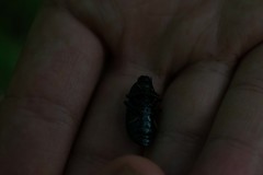 Coelometopus clypeatus