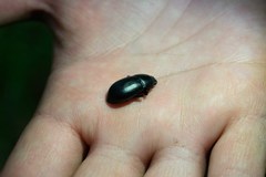 Coelometopus clypeatus