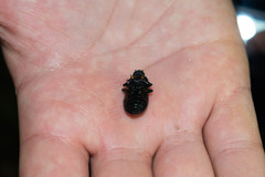 Coelometopus clypeatus