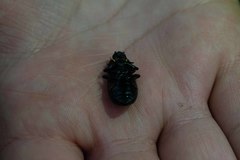 Coelometopus clypeatus