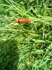 Rhagonycha fulva