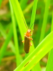 Cantharis rufa