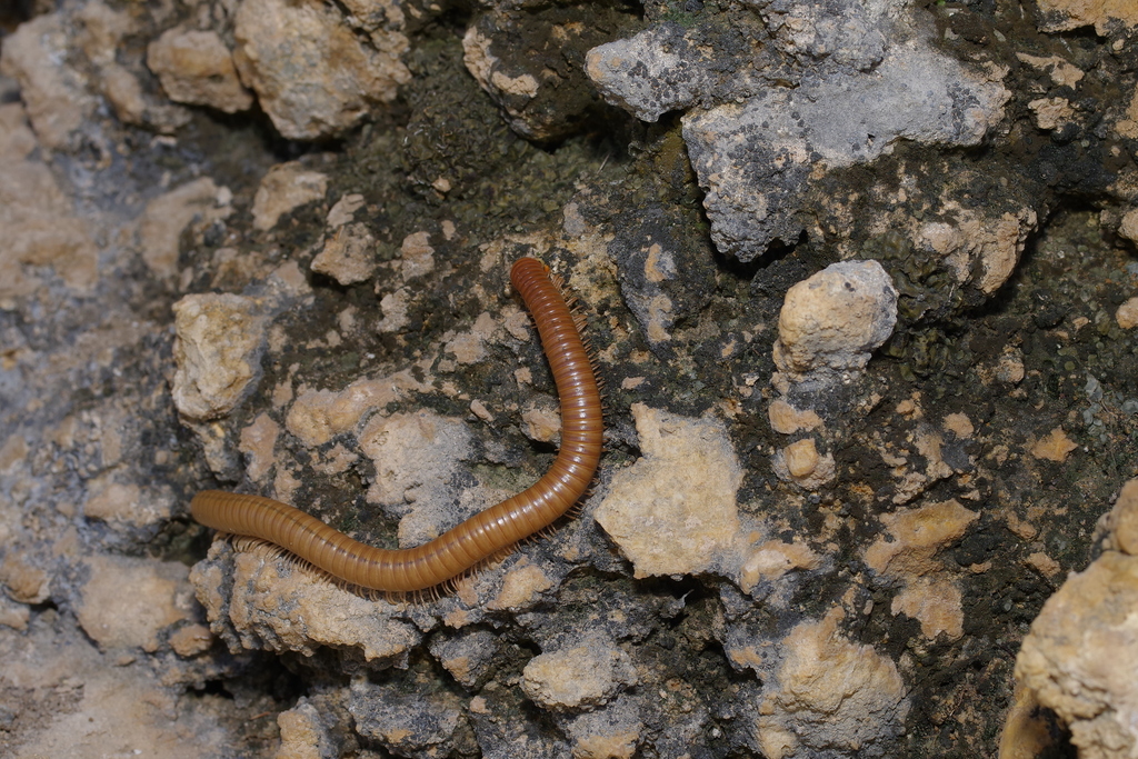Orthoporus flavior