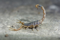 Olivierus martensii