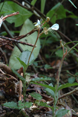 Odontochilus tashiroi