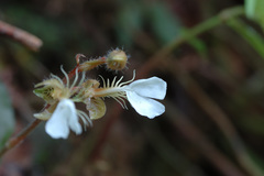Odontochilus tashiroi