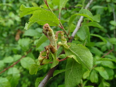 Taphrina pruni