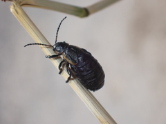 Arima marginata