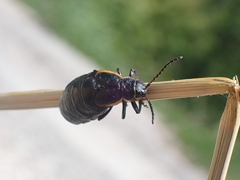 Arima marginata