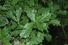 Aucuba obcordata