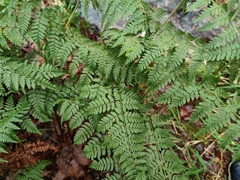 Dryopteris guanchica