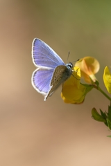 Polyommatus icarus