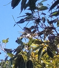 Lichmera indistincta