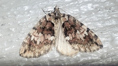 Hydriomena irata