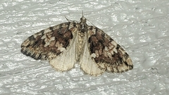 Hydriomena irata