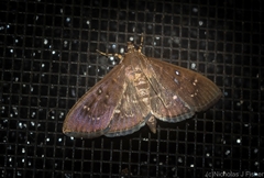Prorodes mimica