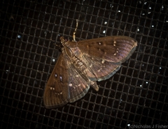 Prorodes mimica