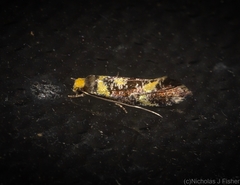 Monopis chrysogramma