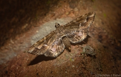 Merodictya marmorata