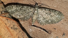 Eupithecia tripunctaria
