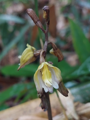 Gastrodia javanica iNat (3)