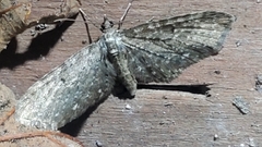 Eupithecia tripunctaria