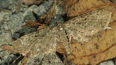 Eupithecia tripunctaria