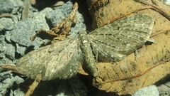 Eupithecia tripunctaria