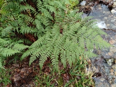 Dryopteris guanchica