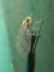 Micromus borealis