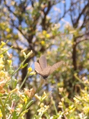 Leptotes pirithous