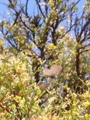 Leptotes pirithous